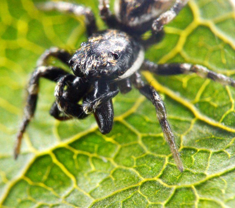 Salticus cf. zebraneus