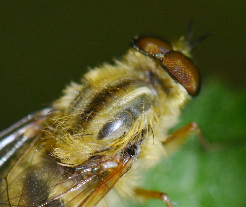 Thereva sp. maschio (T. cf. aurata)