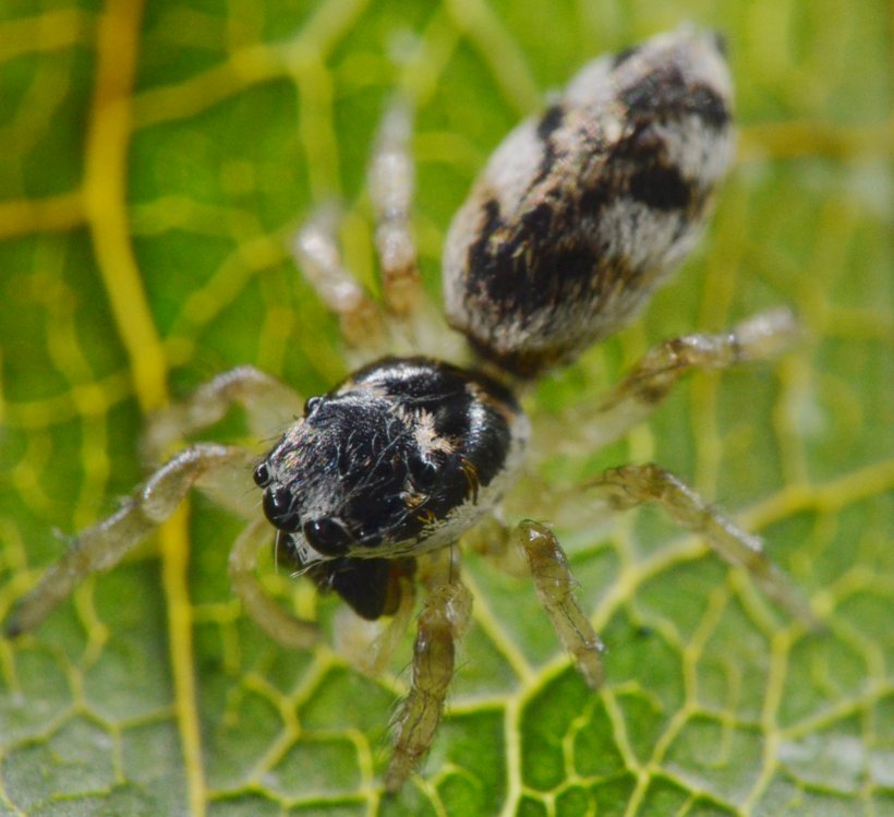 Salticus cf. zebraneus