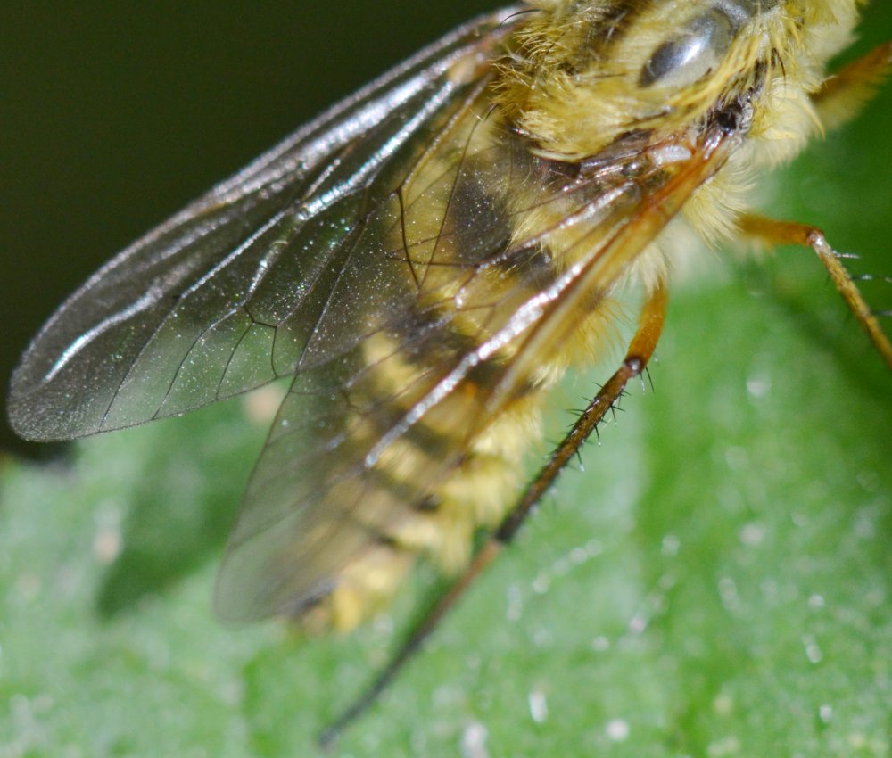Thereva sp. maschio (T. cf. aurata)