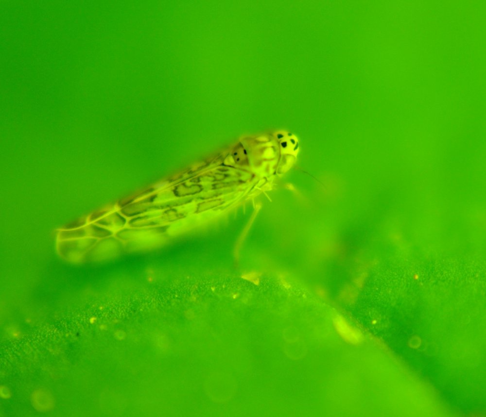 ID: Zygina sp.