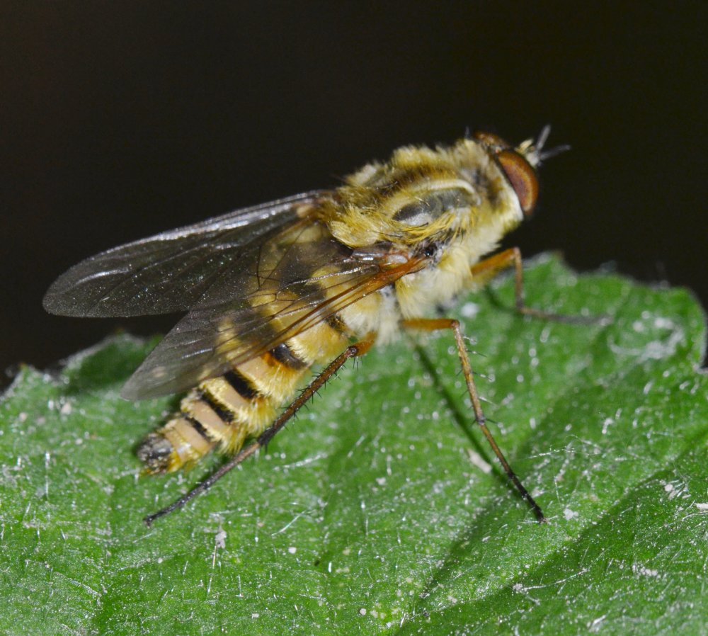 Thereva sp. maschio (T. cf. aurata)