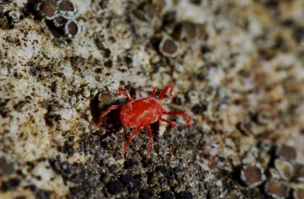 ID: Balaustium sp.