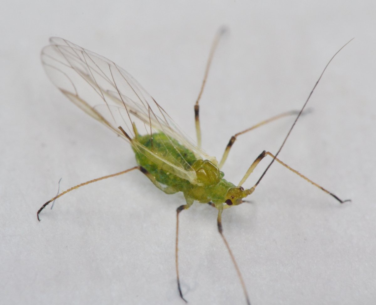 Aphidinae Macrosiphini