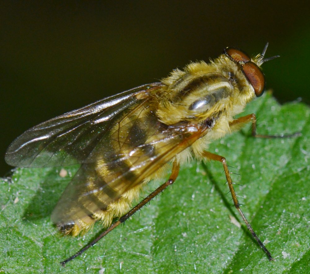 Thereva sp. maschio (T. cf. aurata)