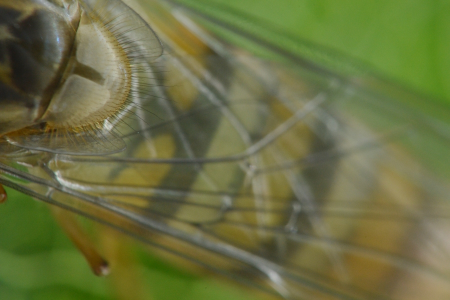 Episyrphus balteatus dalla larva all''adulto