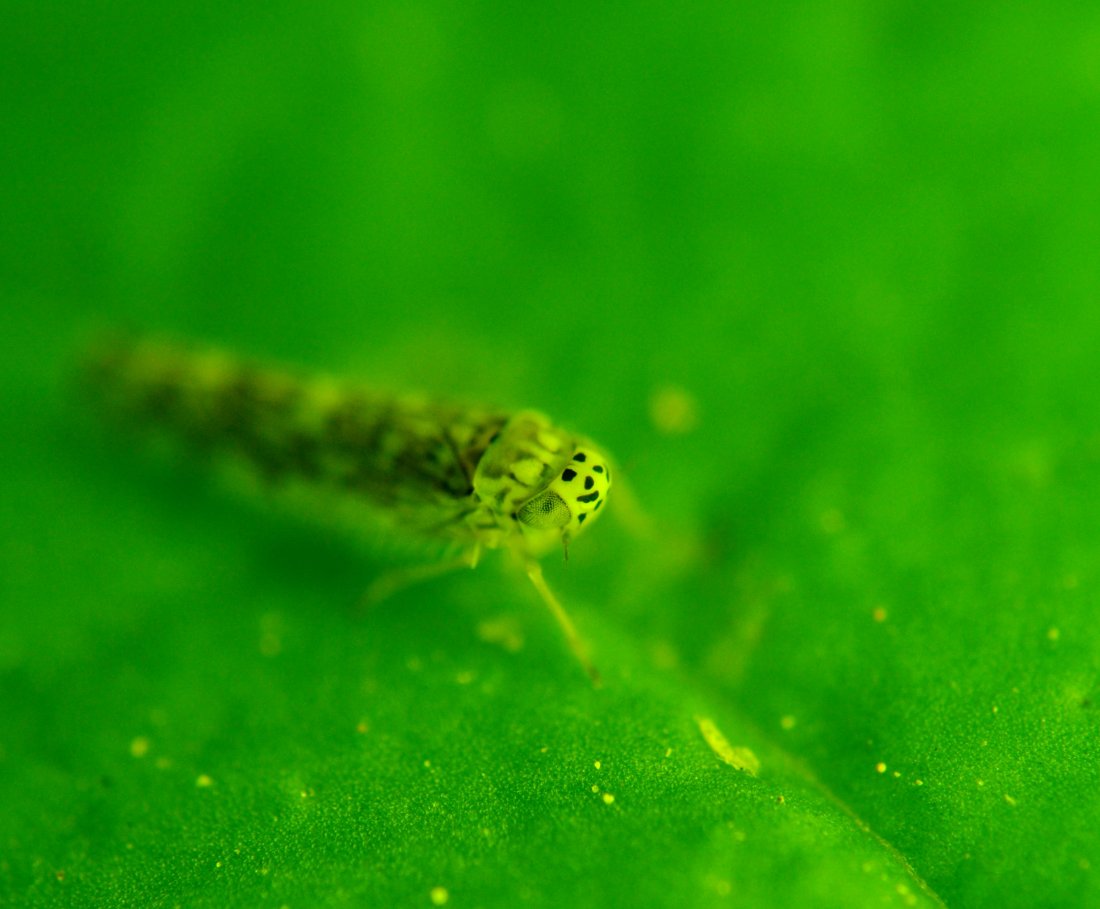 ID: Zygina sp.