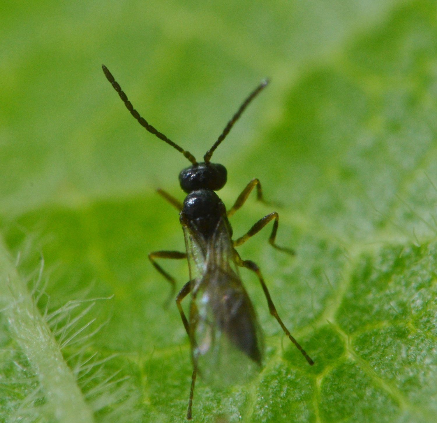 Reportage Braconidae