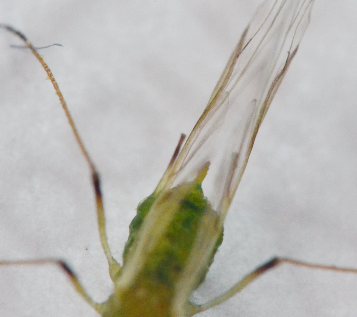 Aphidinae Macrosiphini