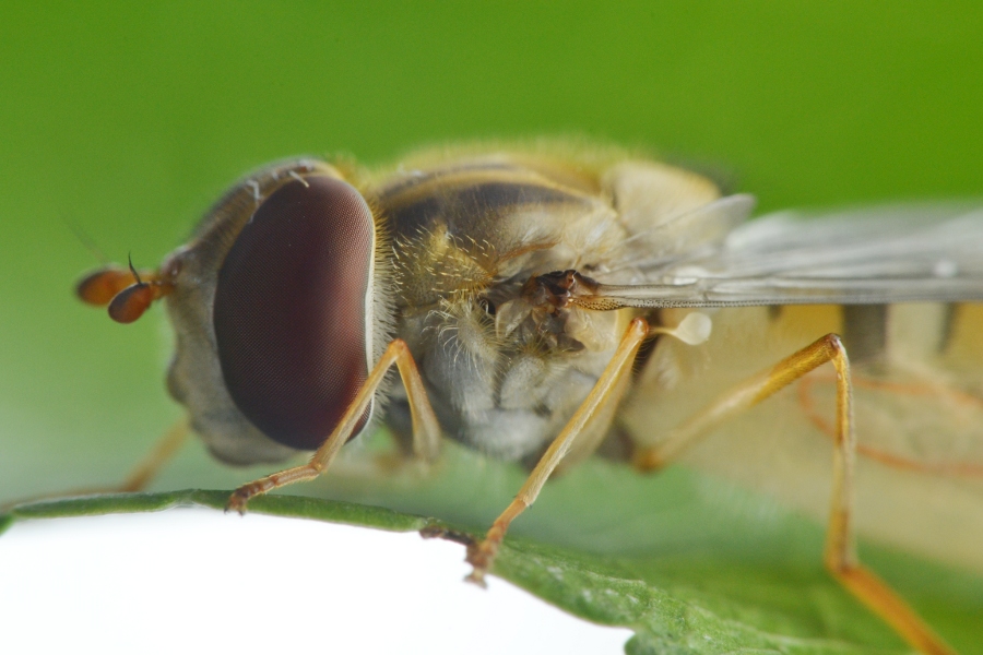 Episyrphus balteatus dalla larva all''adulto