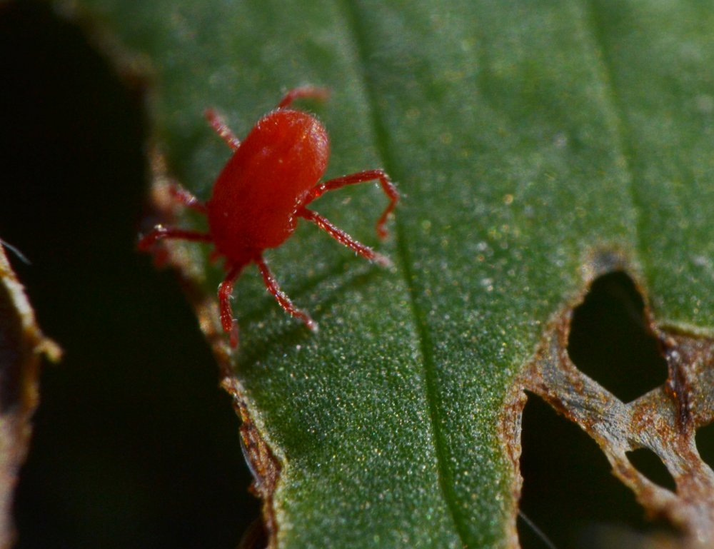 ID: Balaustium sp.