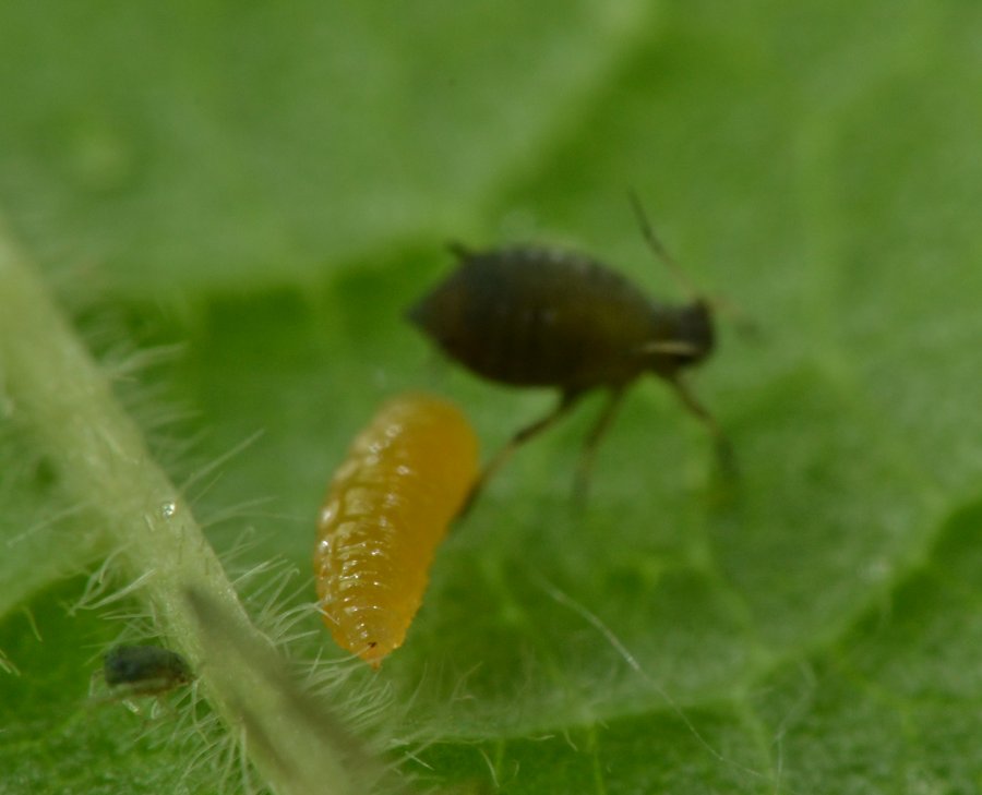 Cecidomyiidae Aphidoletes aphidimyza, dalla larva all''adulto