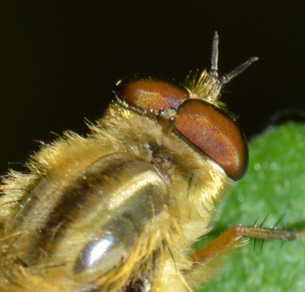Thereva sp. maschio (T. cf. aurata)