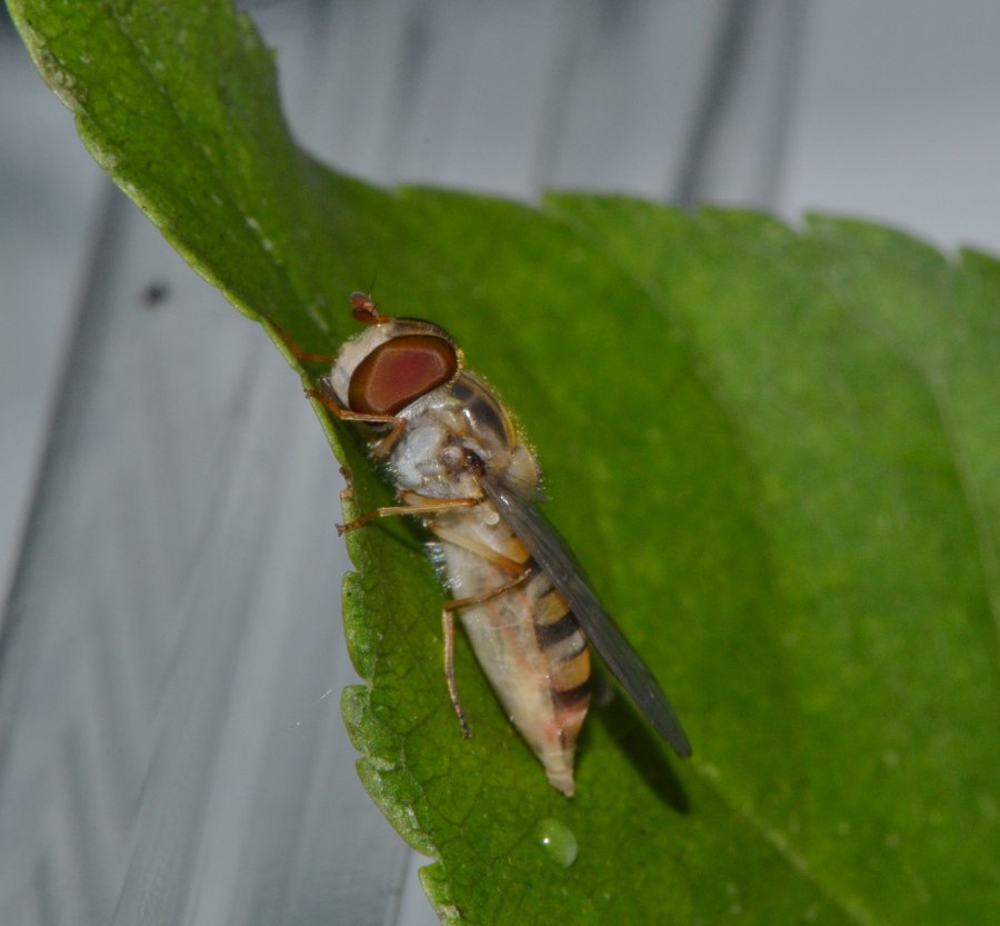 Episyrphus balteatus dalla larva all''adulto