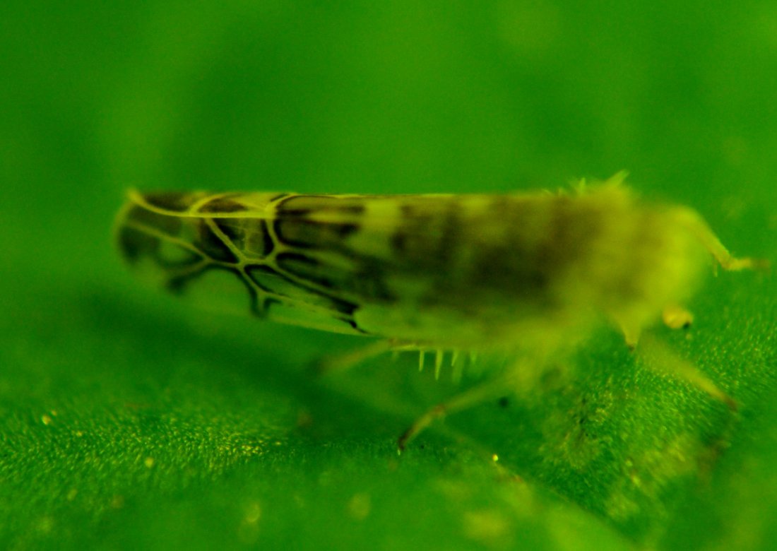 ID: Zygina sp.