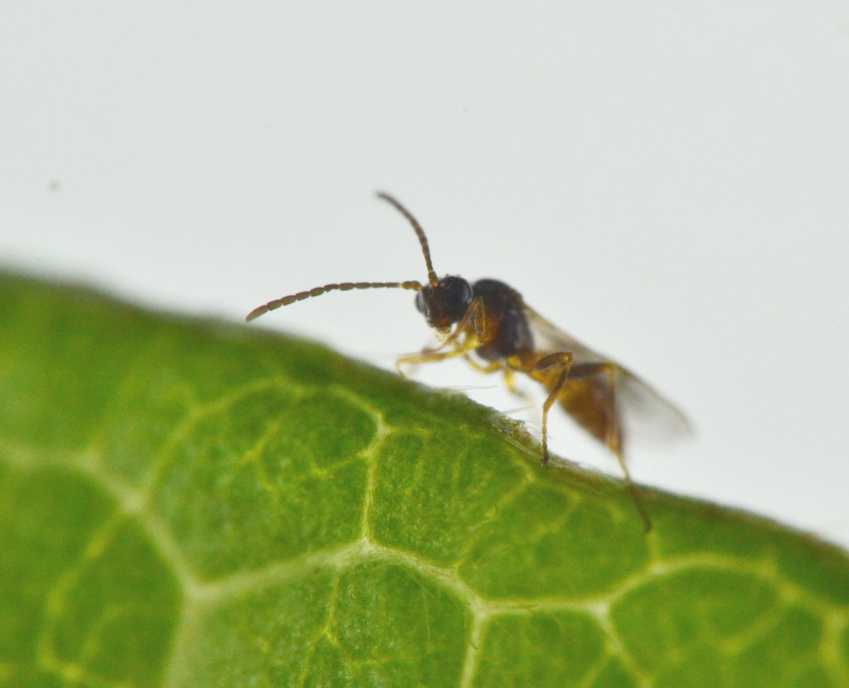 Reportage Braconidae