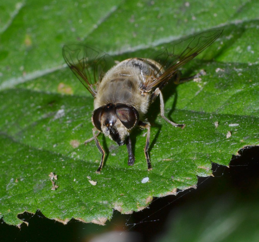 Syrphidae: Eristalis tenax femmina