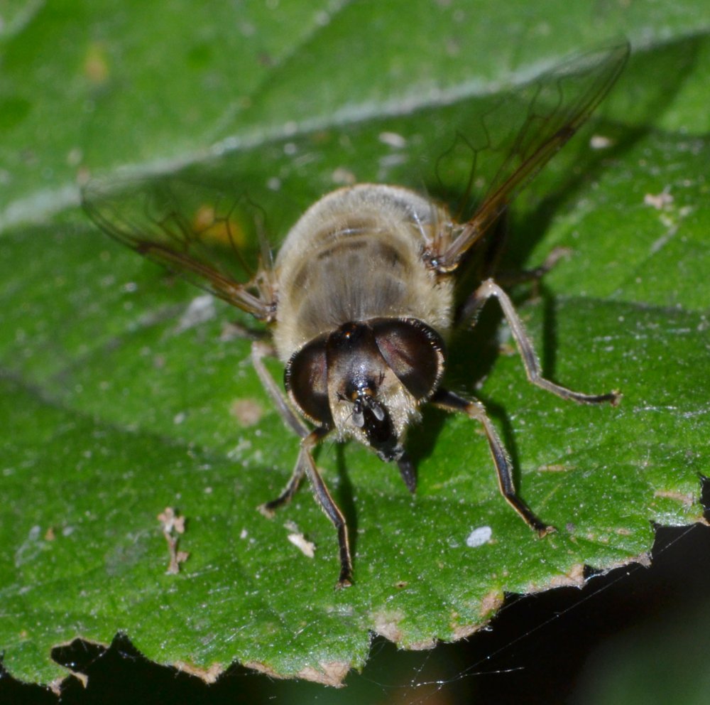 Syrphidae: Eristalis tenax femmina