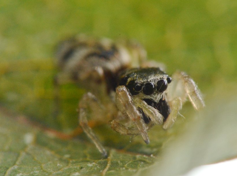 Salticus cf. zebraneus