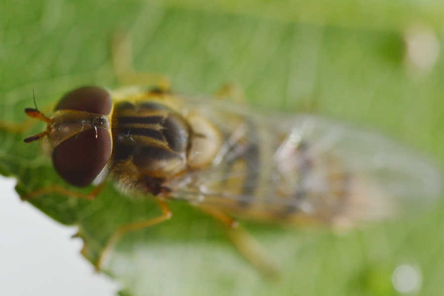 Episyrphus balteatus dalla larva all''adulto