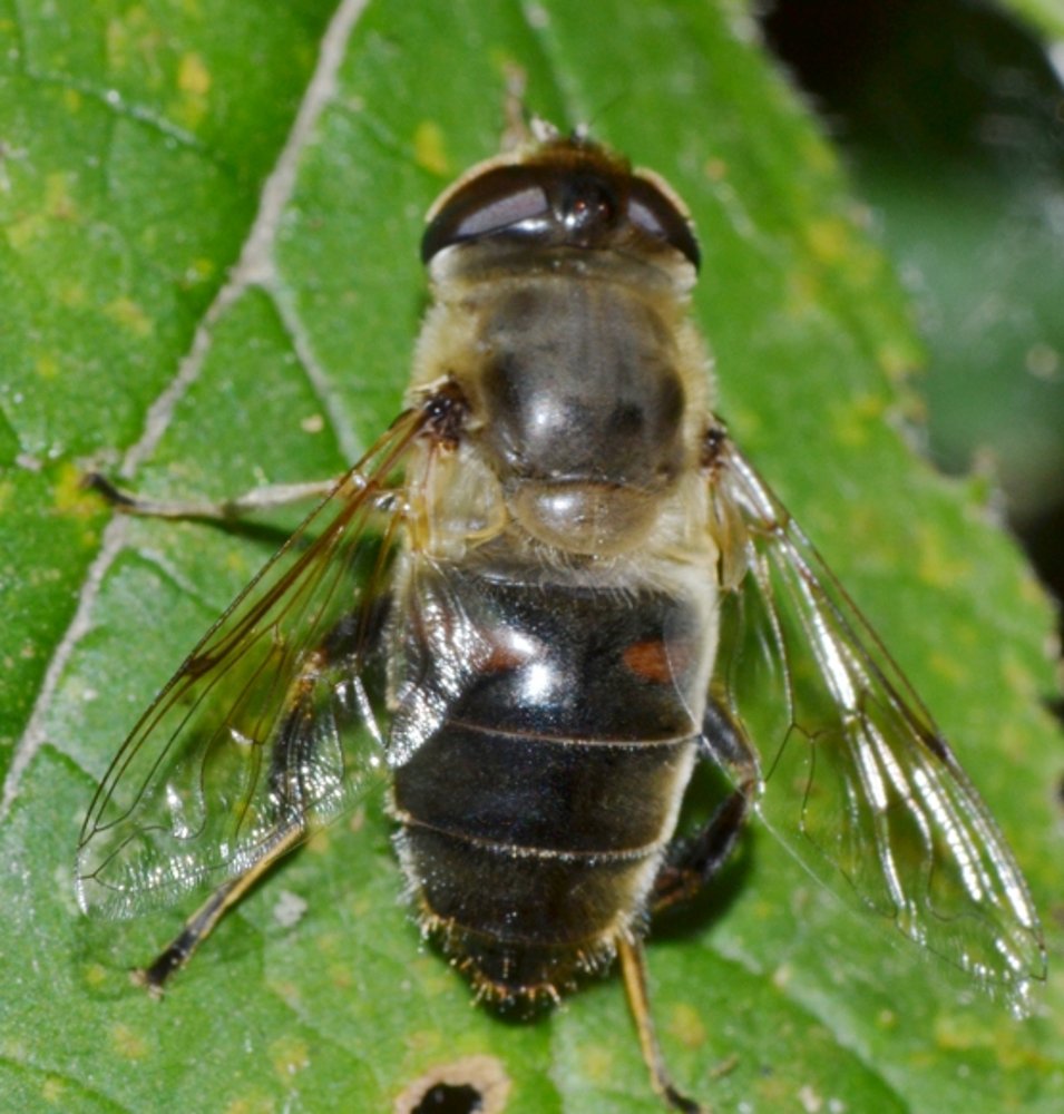 Syrphidae: Eristalis tenax femmina