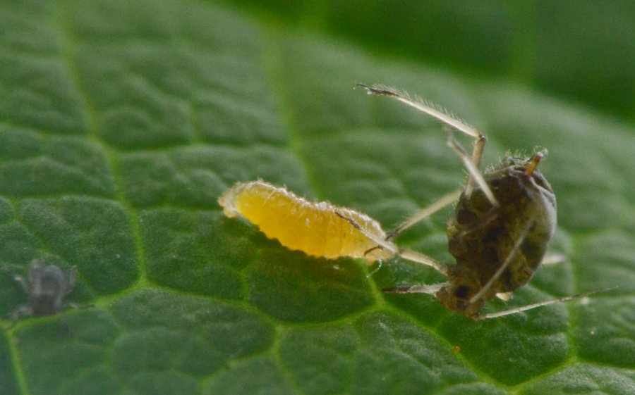 Cecidomyiidae Aphidoletes aphidimyza, dalla larva all''adulto
