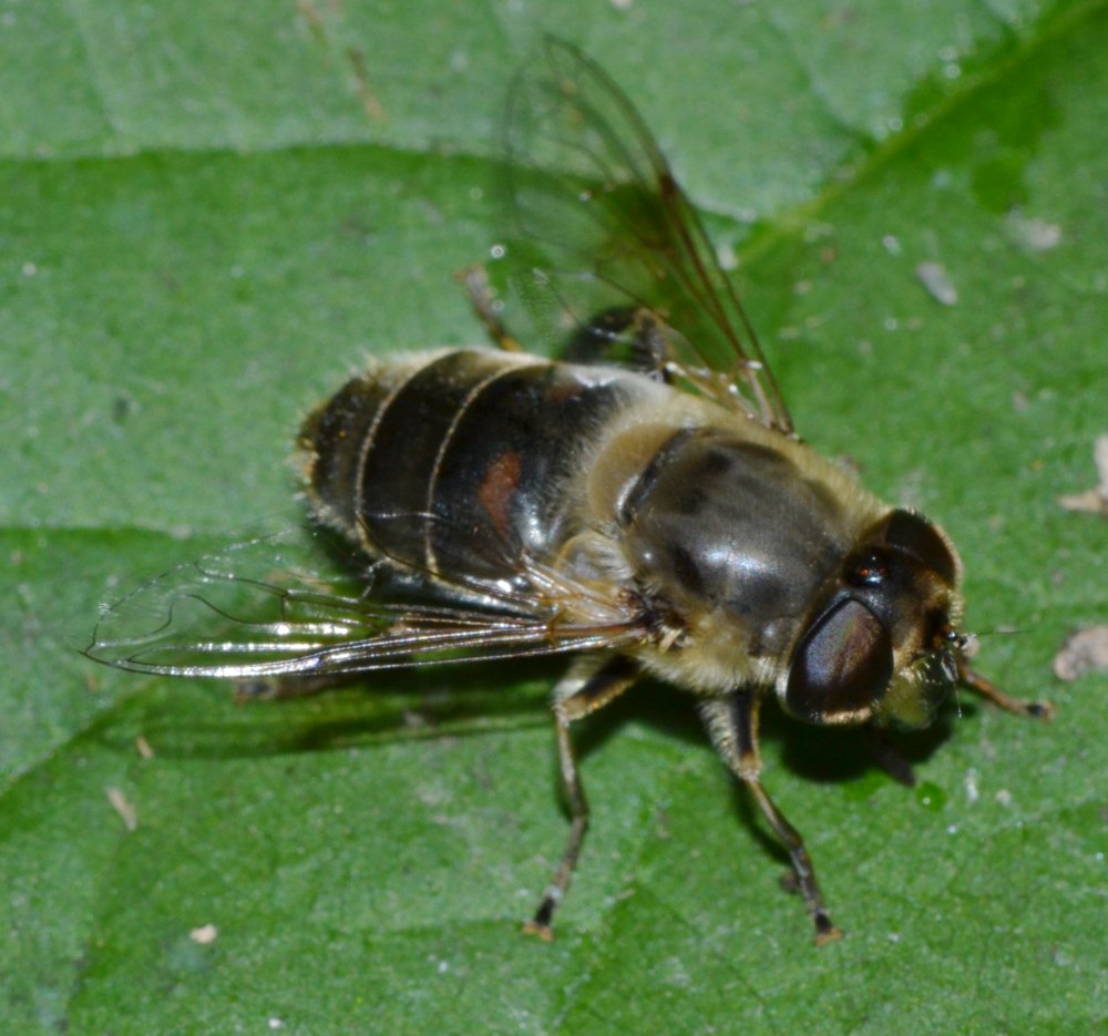 Syrphidae: Eristalis tenax femmina