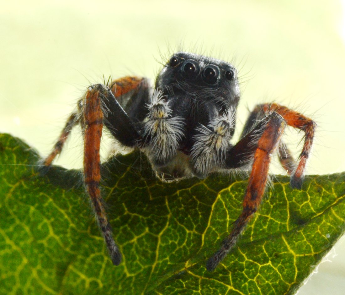 Philaeus chrysops maschio