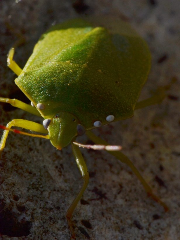 Nezara viridula parassitata da Trichopoda pennipes