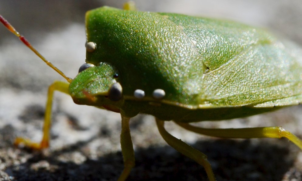 Nezara viridula parassitata da Trichopoda pennipes