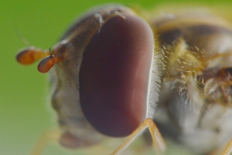 Episyrphus balteatus dalla larva all''adulto