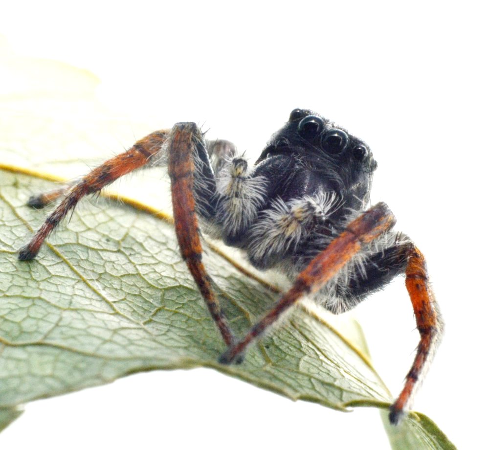 Philaeus chrysops maschio