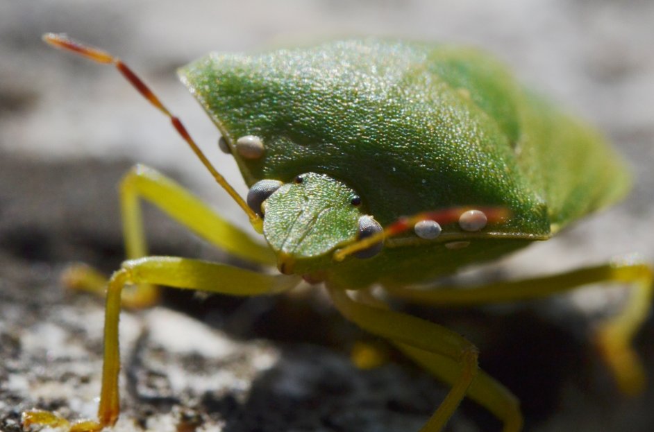 Nezara viridula parassitata da Trichopoda pennipes