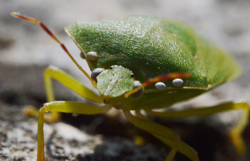 Nezara viridula parassitata da Trichopoda pennipes