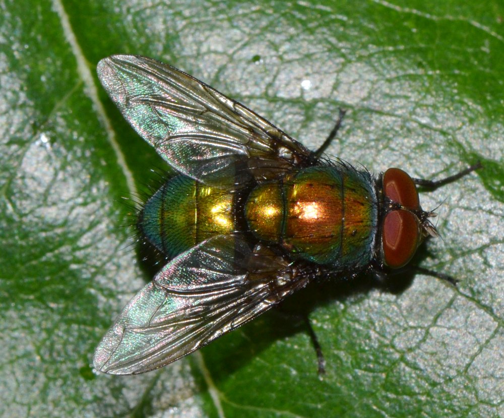 Lucilia sp. maschio