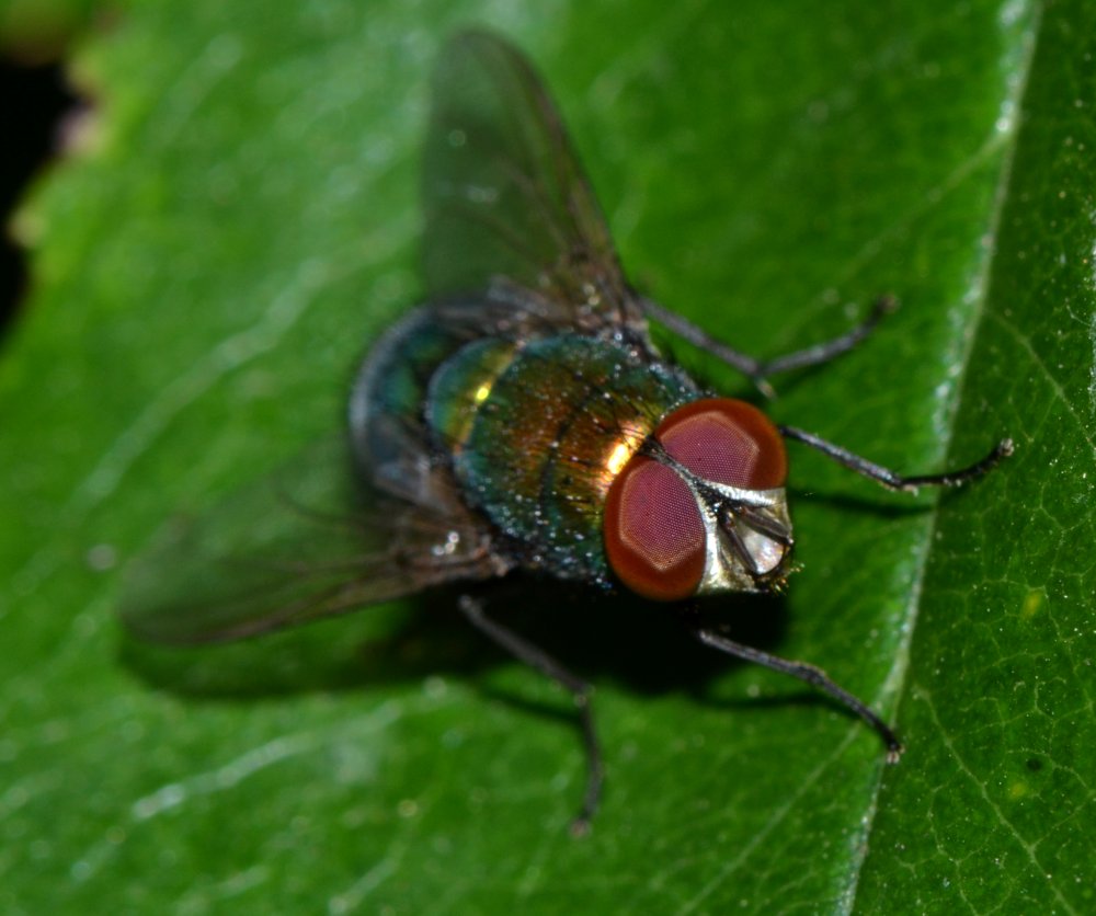 Lucilia sp. maschio