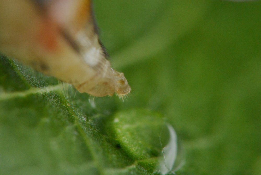 Episyrphus balteatus dalla larva all''adulto