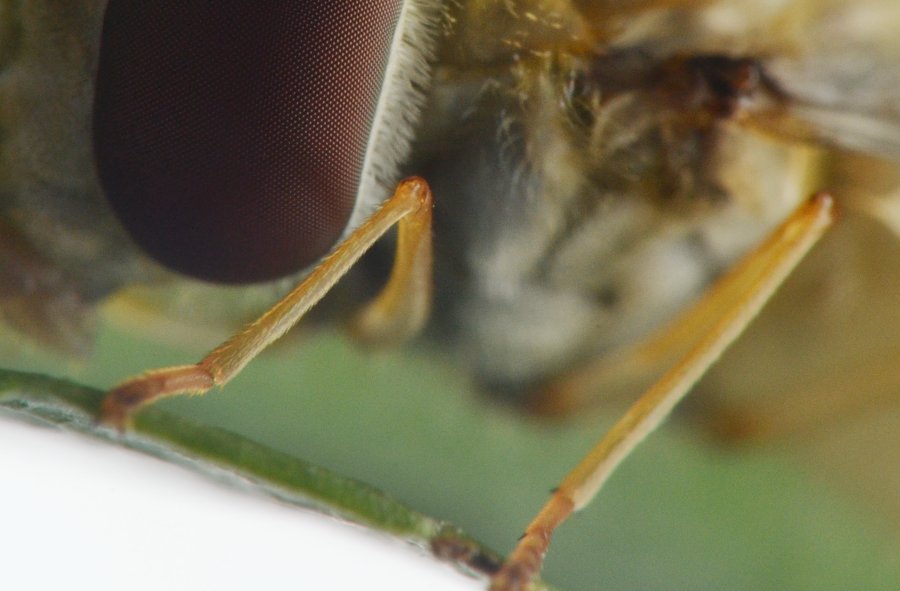 Episyrphus balteatus dalla larva all''adulto