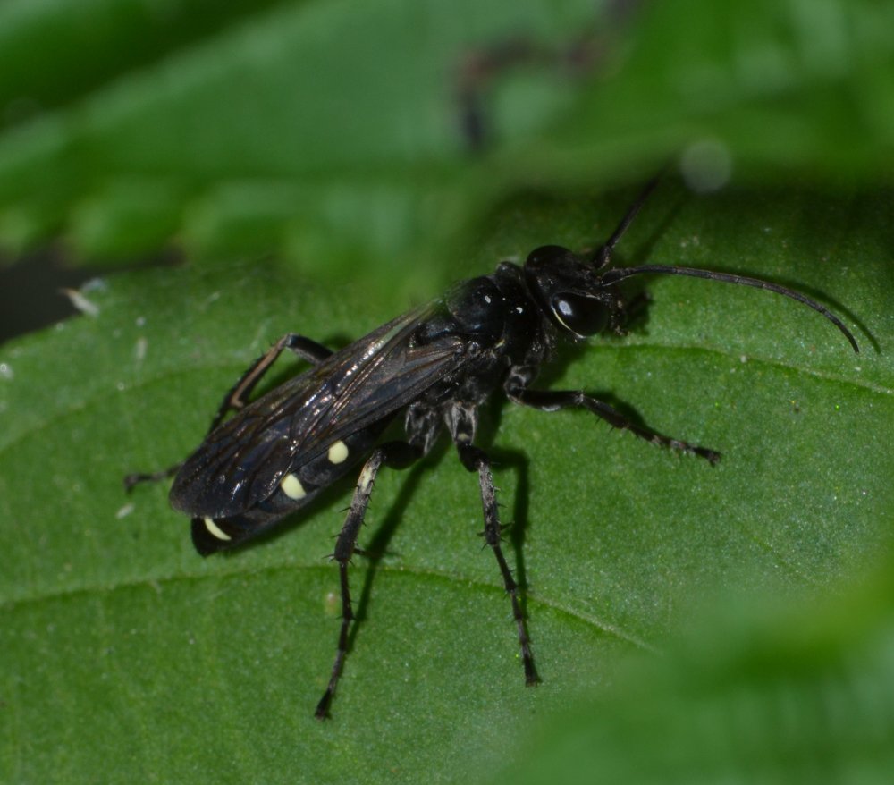 Pompilidae nero con fasce bianche