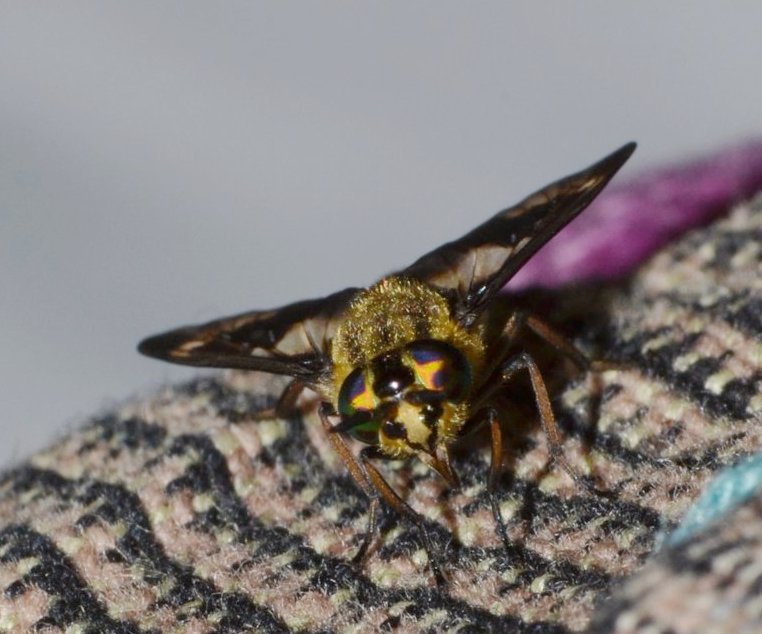 Tabanidae: Chrysops relictus femmina