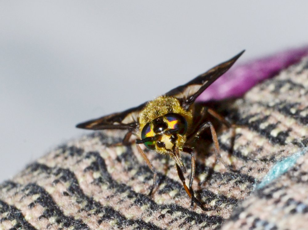 Tabanidae: Chrysops relictus femmina