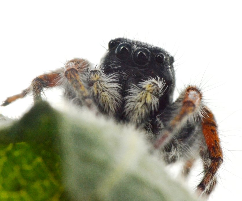 Philaeus chrysops maschio