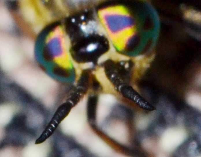 Tabanidae: Chrysops relictus femmina