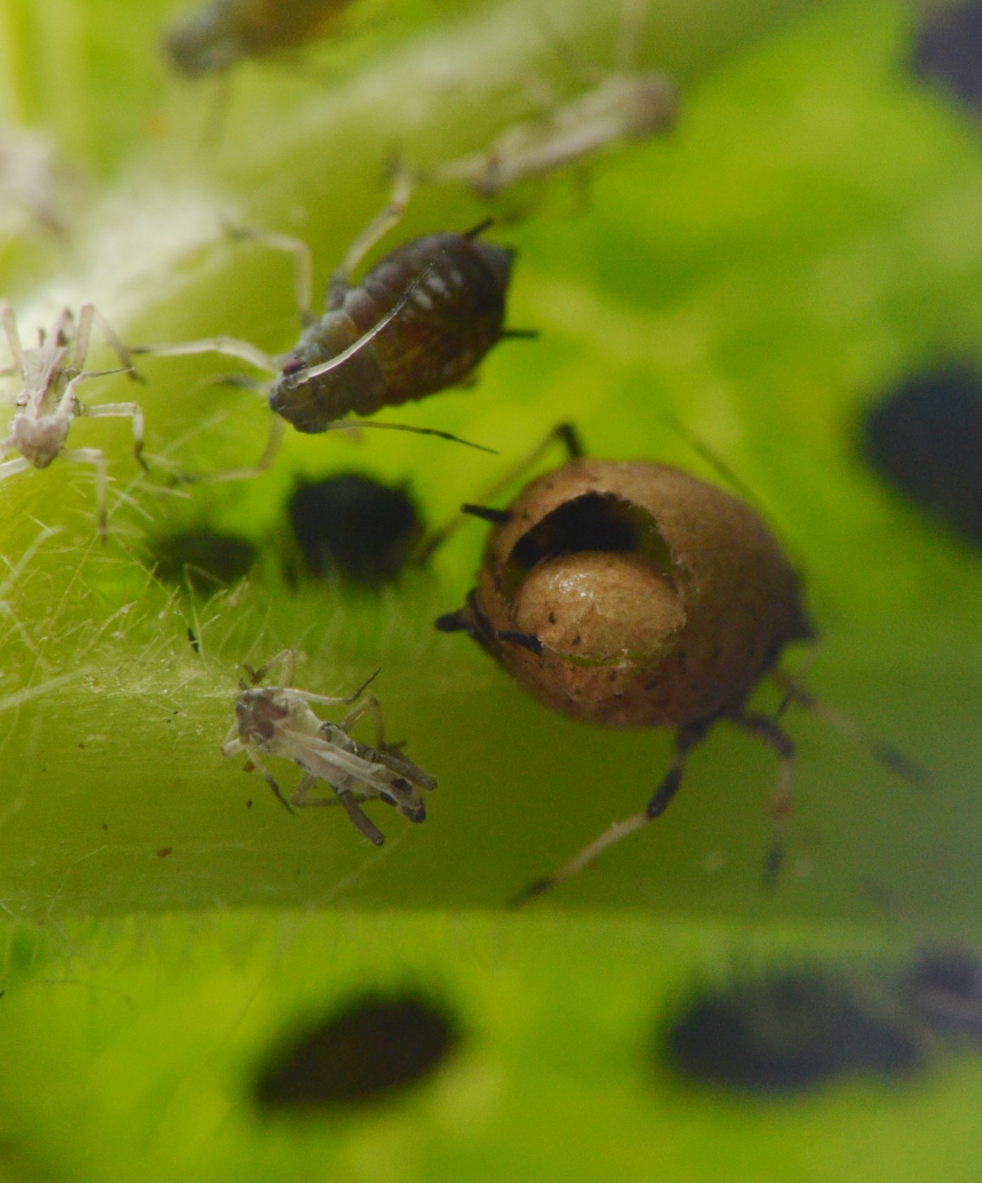 Reportage Braconidae