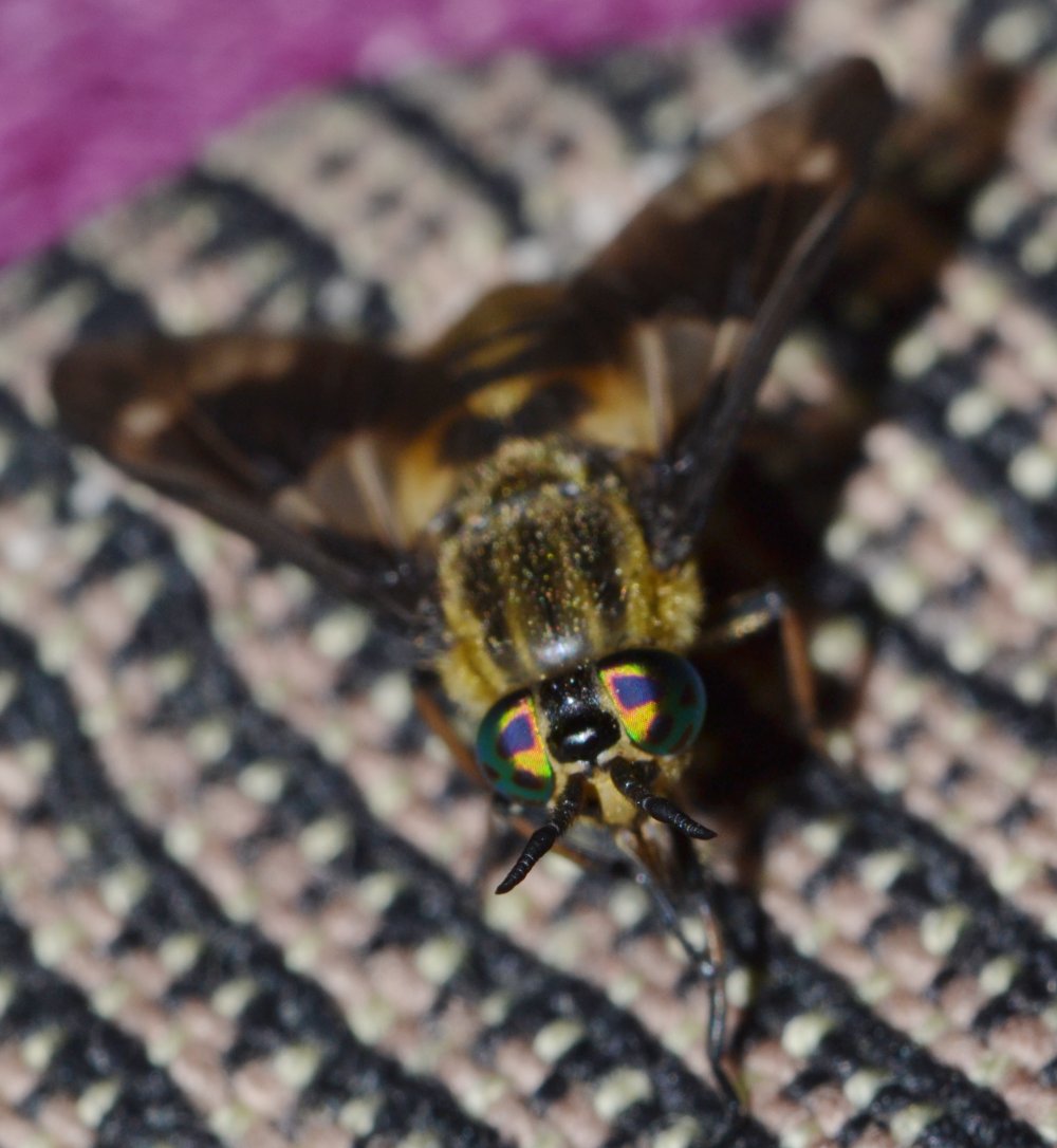 Tabanidae: Chrysops relictus femmina