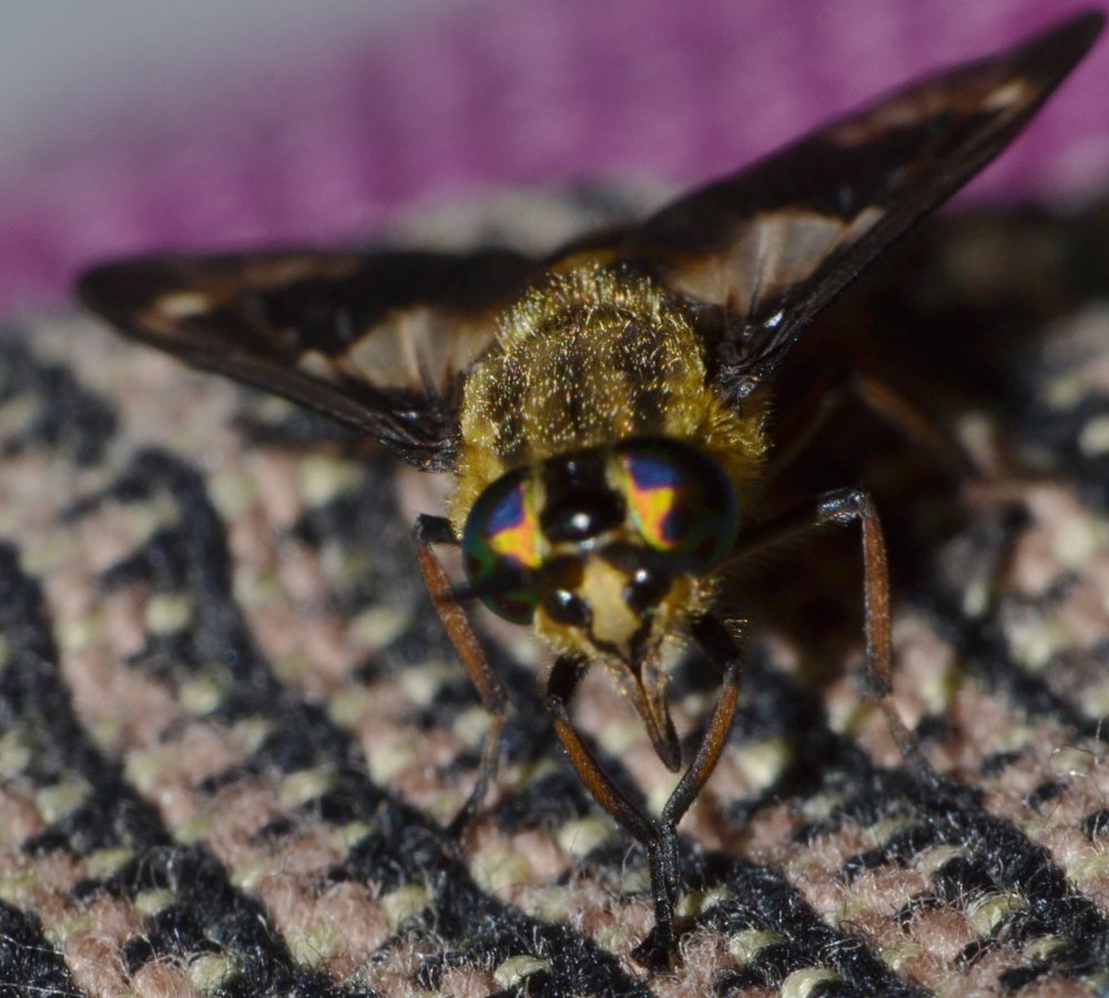 Tabanidae: Chrysops relictus femmina