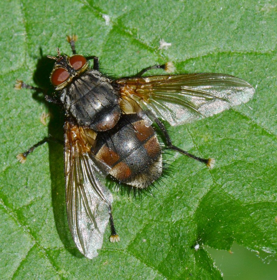 Tachinidae: Ernestia rudis
