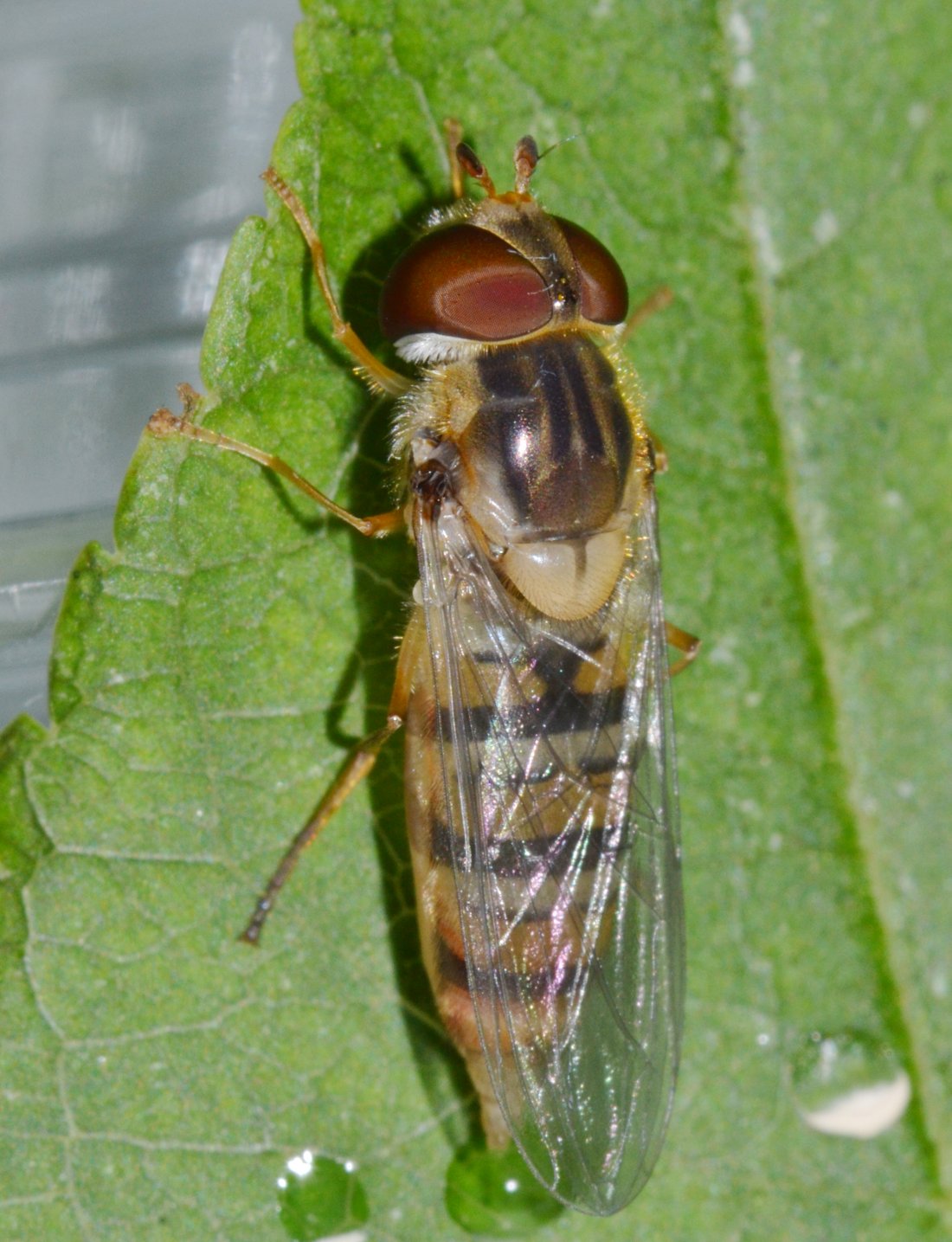 Episyrphus balteatus dalla larva all''adulto