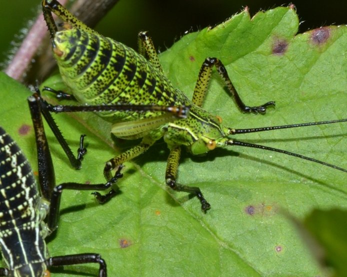 Ninfe di Phaneroptera sp. e Eupholidoptera sp.