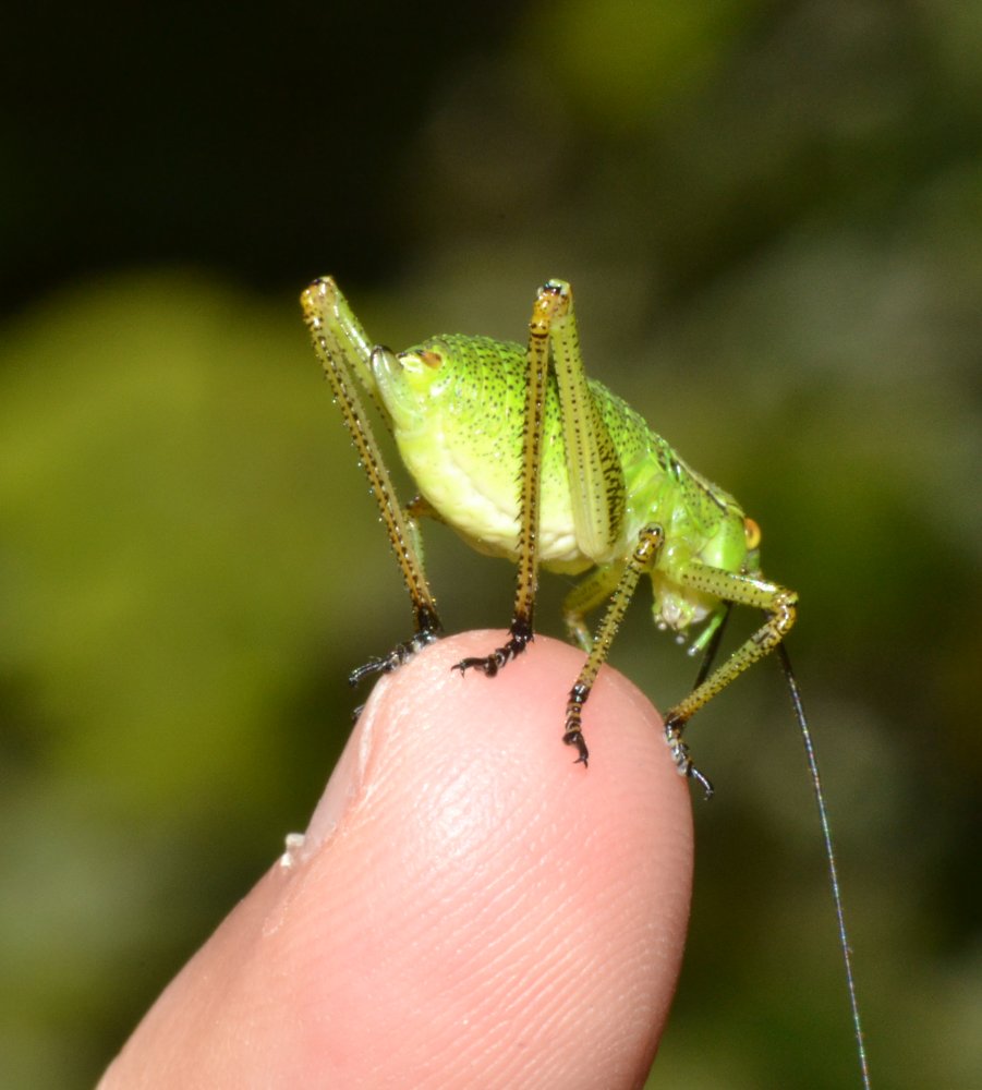 Ninfe di Phaneroptera sp. e Eupholidoptera sp.